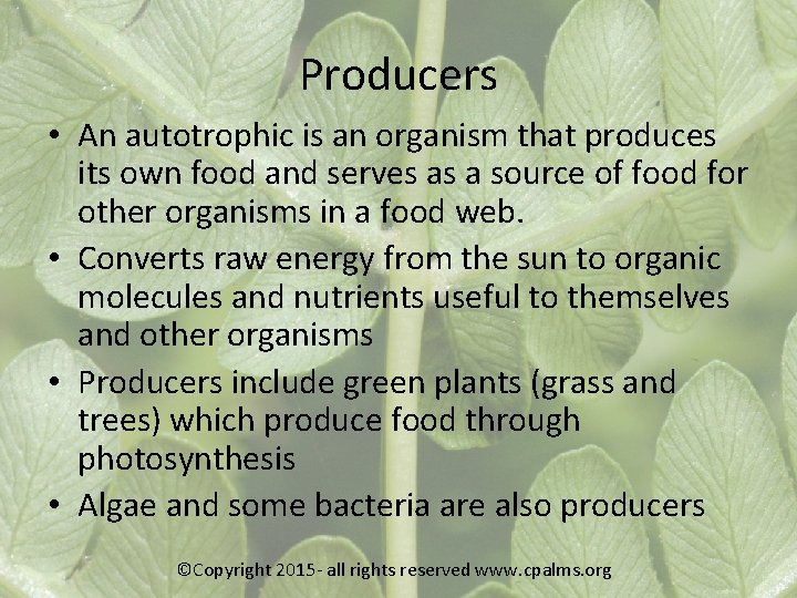 Producers • An autotrophic is an organism that produces its own food and serves