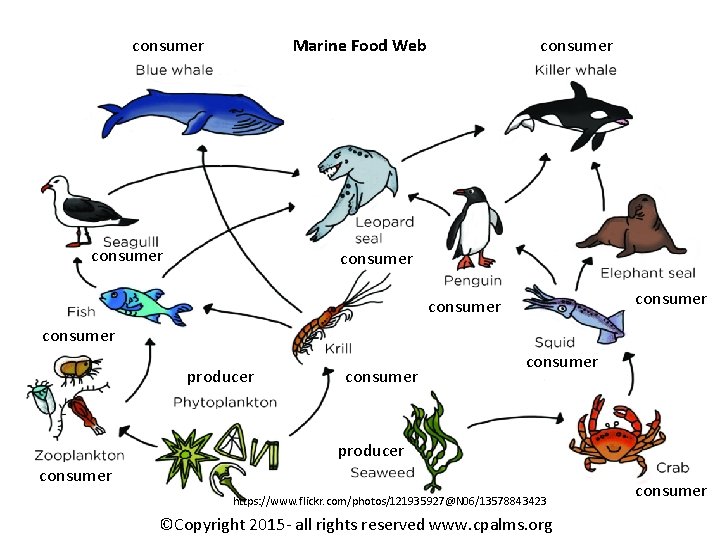 consumer Marine Food Web consumer consumer producer consumer https: //www. flickr. com/photos/121935927@N 06/13578843423 ©Copyright