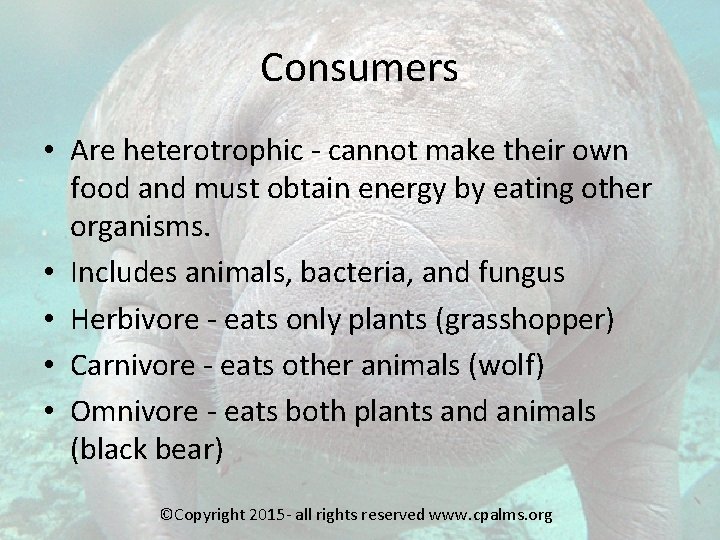 Consumers • Are heterotrophic - cannot make their own food and must obtain energy