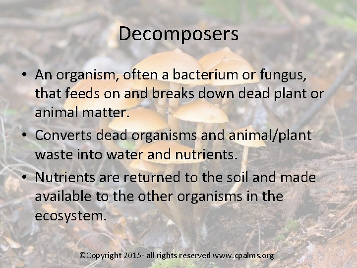 Decomposers • An organism, often a bacterium or fungus, that feeds on and breaks
