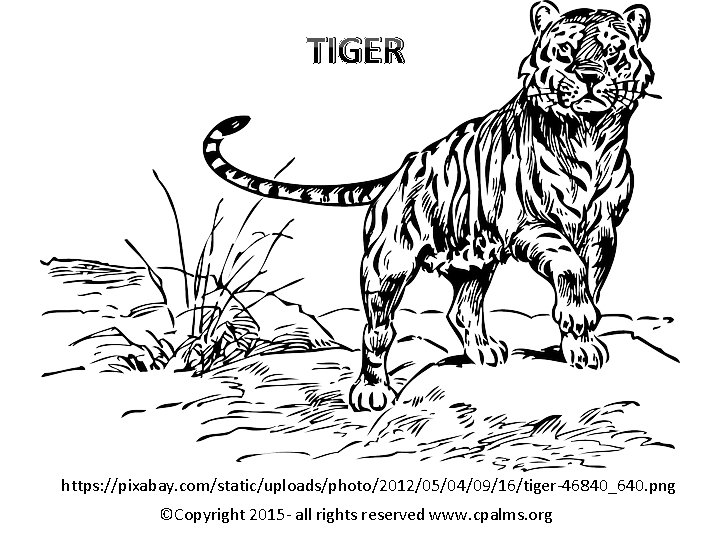 TIGER https: //pixabay. com/static/uploads/photo/2012/05/04/09/16/tiger-46840_640. png ©Copyright 2015 - all rights reserved www. cpalms. org