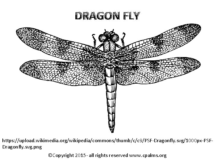DRAGON FLY https: //upload. wikimedia. org/wikipedia/commons/thumb/c/c 9/PSF-Dragonfly. svg/1000 px-PSFDragonfly. svg. png ©Copyright 2015 -