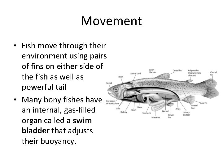 Movement • Fish move through their environment using pairs of fins on either side