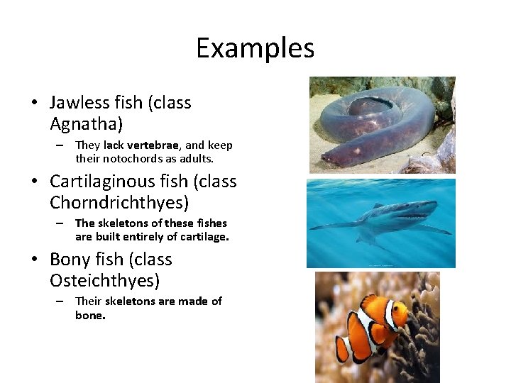 Examples • Jawless fish (class Agnatha) – They lack vertebrae, and keep their notochords