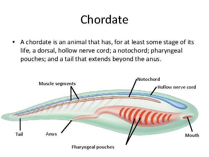 Chordate • A chordate is an animal that has, for at least some stage