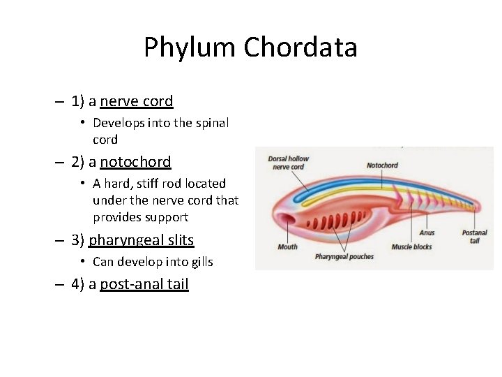 Phylum Chordata – 1) a nerve cord • Develops into the spinal cord –