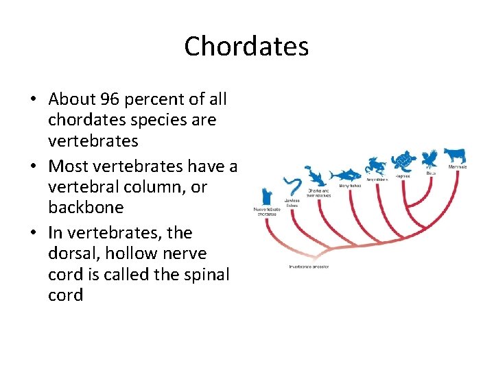 Chordates • About 96 percent of all chordates species are vertebrates • Most vertebrates