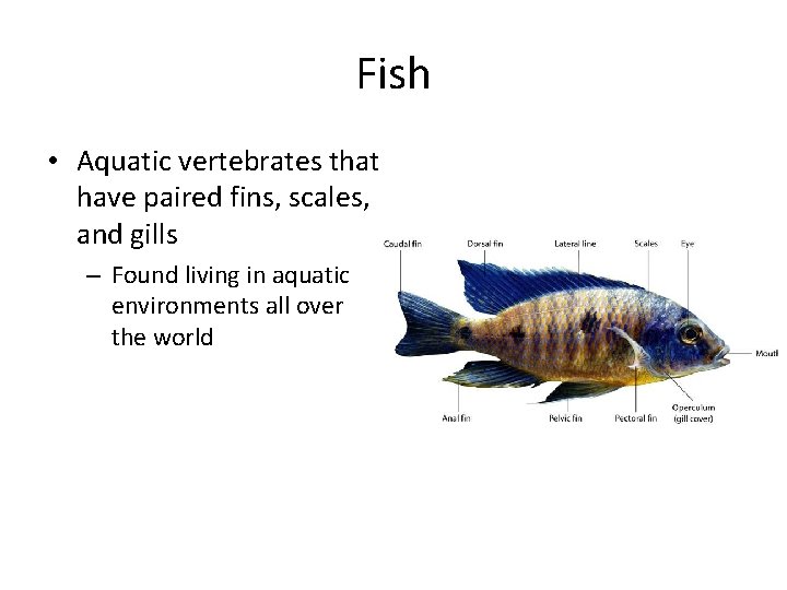 Fish • Aquatic vertebrates that have paired fins, scales, and gills – Found living