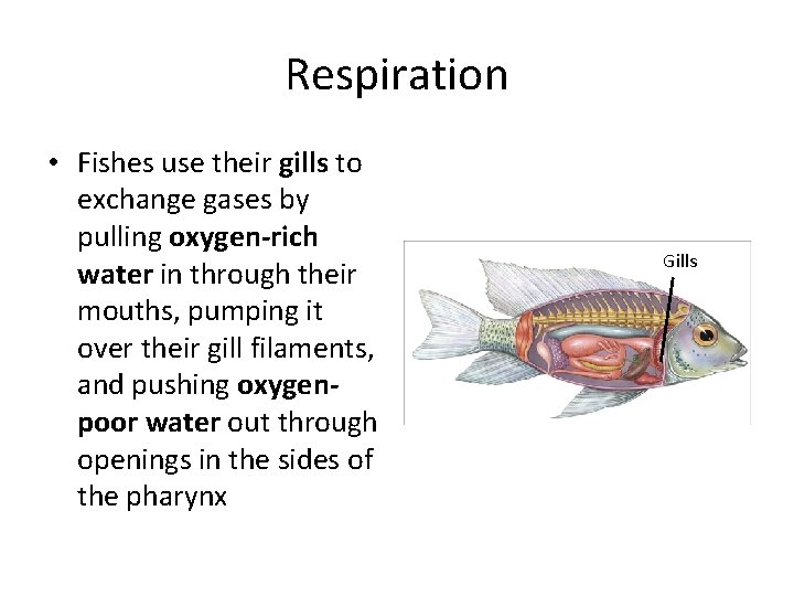 Respiration • Fishes use their gills to exchange gases by pulling oxygen-rich water in