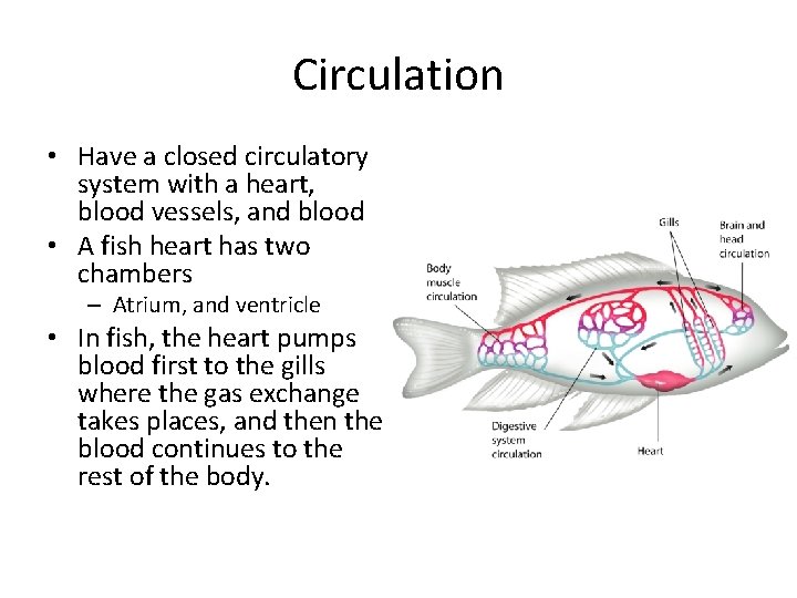 Circulation • Have a closed circulatory system with a heart, blood vessels, and blood