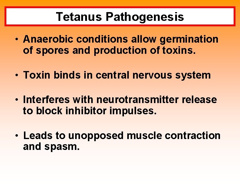 Tetanus Pathogenesis • Anaerobic conditions allow germination of spores and production of toxins. •