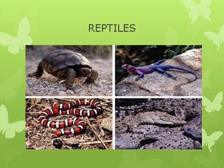 REPTILES 
