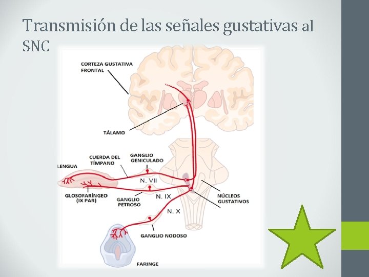 Transmisión de las señales gustativas al SNC 