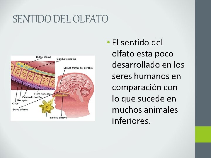SENTIDO DEL OLFATO • El sentido del olfato esta poco desarrollado en los seres