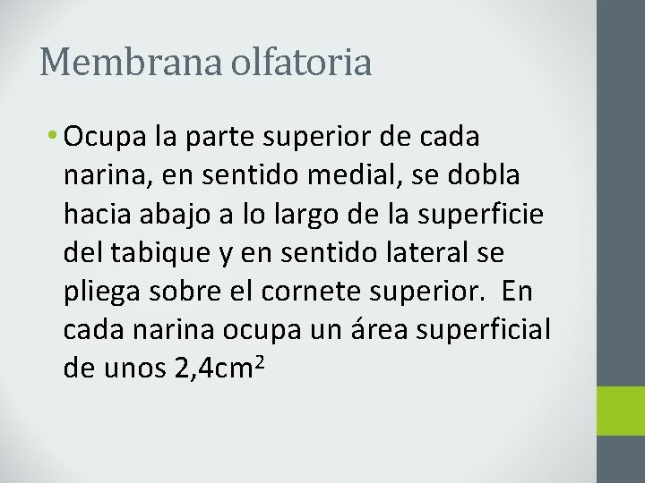 Membrana olfatoria • Ocupa la parte superior de cada narina, en sentido medial, se