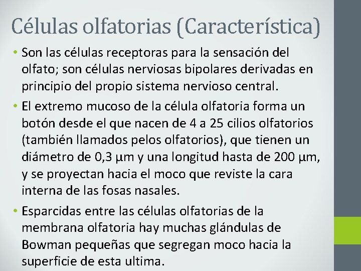 Células olfatorias (Característica) • Son las células receptoras para la sensación del olfato; son