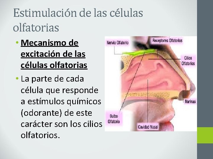 Estimulación de las células olfatorias • Mecanismo de excitación de las células olfatorias •