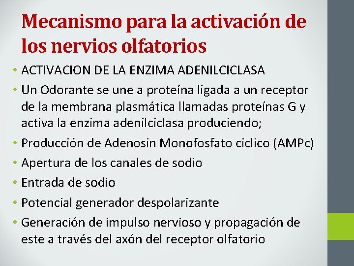 Mecanismo para la activación de los nervios olfatorios • ACTIVACION DE LA ENZIMA ADENILCICLASA