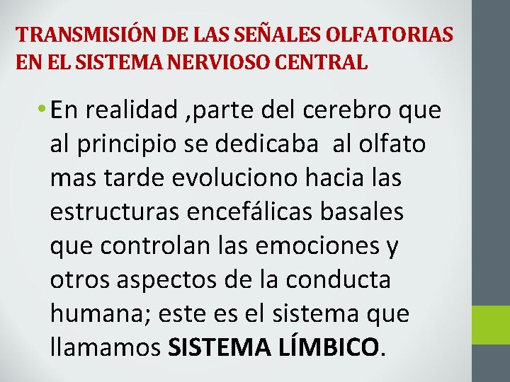 TRANSMISIÓN DE LAS SEÑALES OLFATORIAS EN EL SISTEMA NERVIOSO CENTRAL • En realidad ,