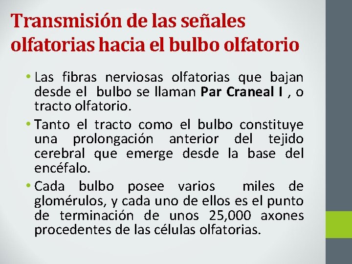 Transmisión de las señales olfatorias hacia el bulbo olfatorio • Las fibras nerviosas olfatorias