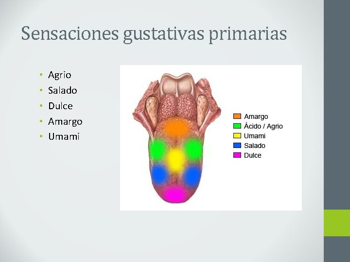 Sensaciones gustativas primarias • • • Agrio Salado Dulce Amargo Umami 