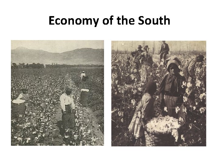 Economy of the South The Beginning • South’s economy was based on agriculture •