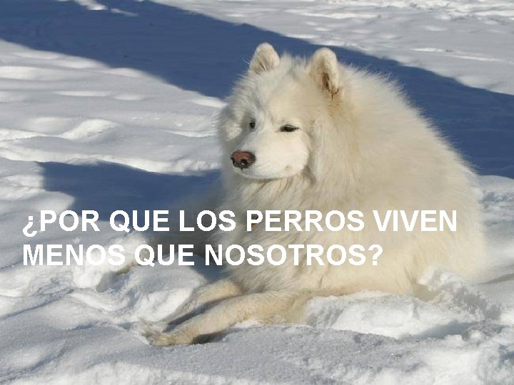 ¿POR QUE LOS PERROS VIVEN MENOS QUE NOSOTROS? 