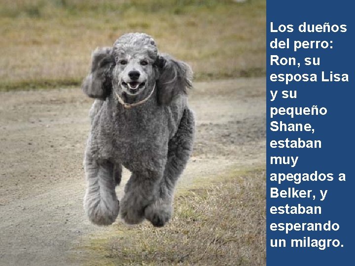 Los dueños del perro: Ron, su esposa Lisa y su pequeño Shane, estaban muy