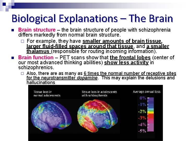 Biological Explanations – The Brain n n Brain structure – the brain structure of