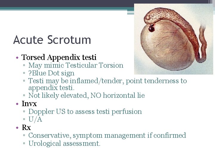 Acute Scrotum • Torsed Appendix testi ▫ May mimic Testicular Torsion ▫ ? Blue