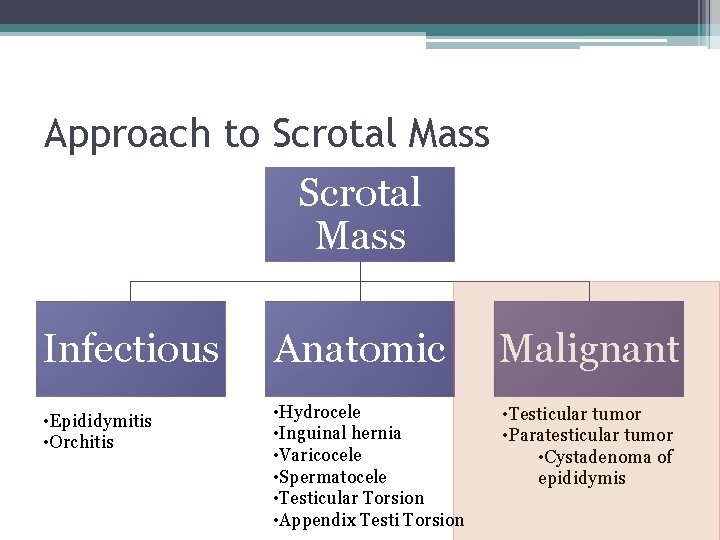 Approach to Scrotal Mass Infectious Anatomic Malignant • Epididymitis • Orchitis • Hydrocele •