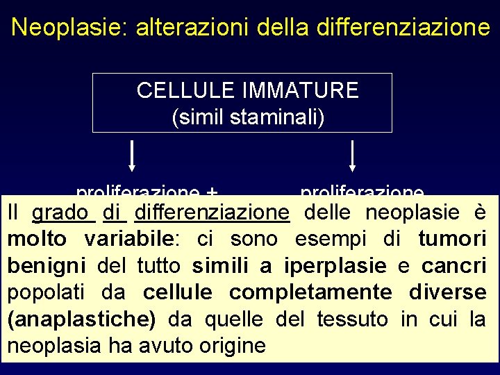 Neoplasie: alterazioni della differenziazione CELLULE IMMATURE (simil staminali) proliferazione + proliferazione Il grado di