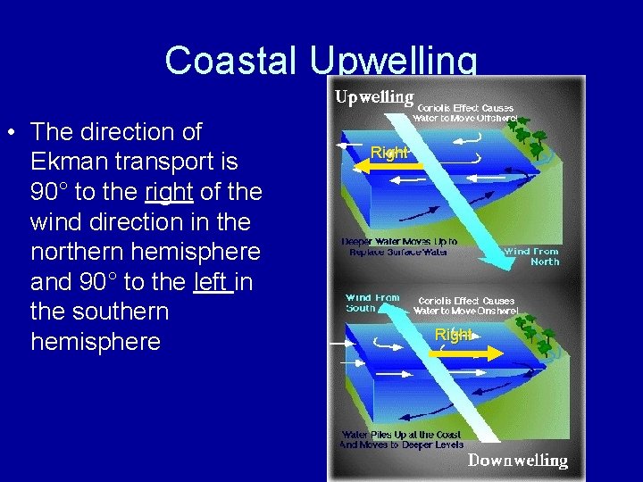 Coastal Upwelling • The direction of Ekman transport is 90° to the right of
