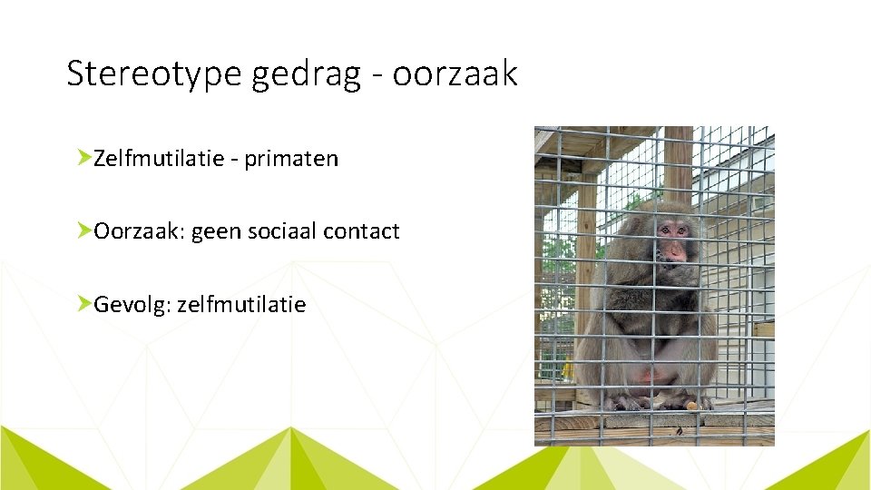 Stereotype gedrag - oorzaak Zelfmutilatie - primaten Oorzaak: geen sociaal contact Gevolg: zelfmutilatie 