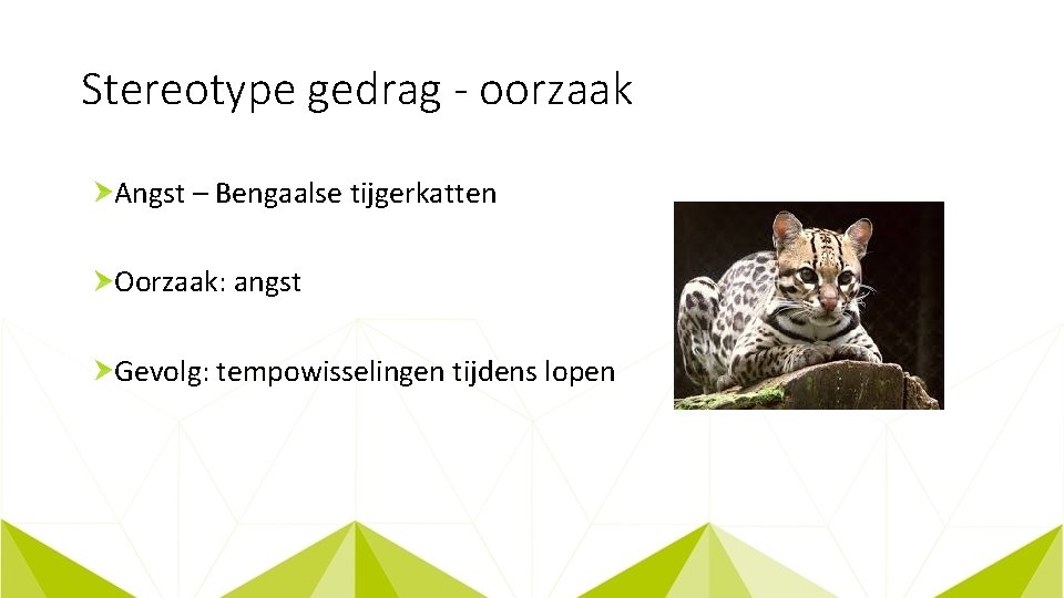 Stereotype gedrag - oorzaak Angst – Bengaalse tijgerkatten Oorzaak: angst Gevolg: tempowisselingen tijdens lopen