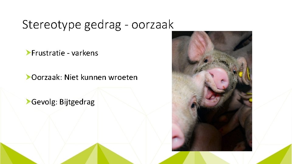 Stereotype gedrag - oorzaak Frustratie - varkens Oorzaak: Niet kunnen wroeten Gevolg: Bijtgedrag 