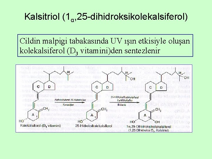 Kalsitriol (1α, 25 -dihidroksikolekalsiferol) Cildin malpigi tabakasında UV ışın etkisiyle oluşan kolekalsiferol (D 3