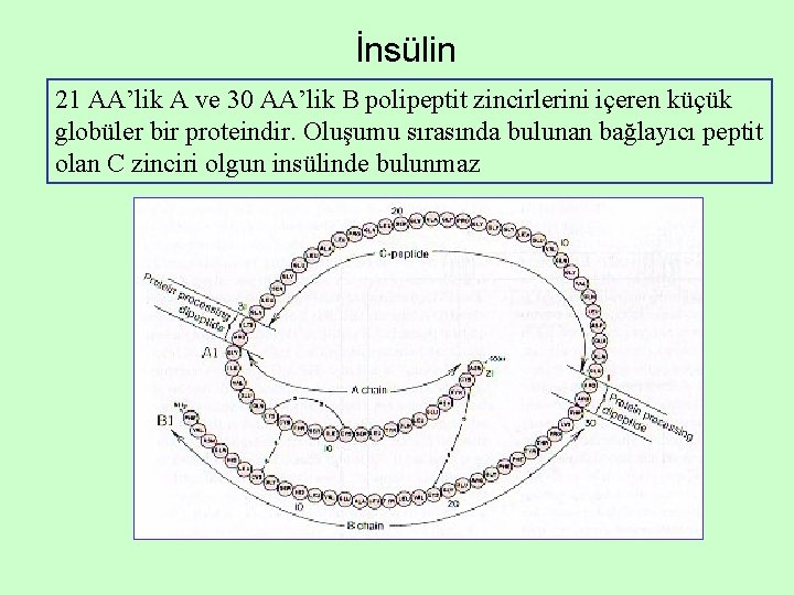 İnsülin 21 AA’lik A ve 30 AA’lik B polipeptit zincirlerini içeren küçük globüler bir