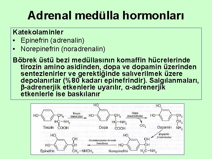 Adrenal medülla hormonları Katekolaminler • Epinefrin (adrenalin) • Norepinefrin (noradrenalin) Böbrek üstü bezi medüllasının