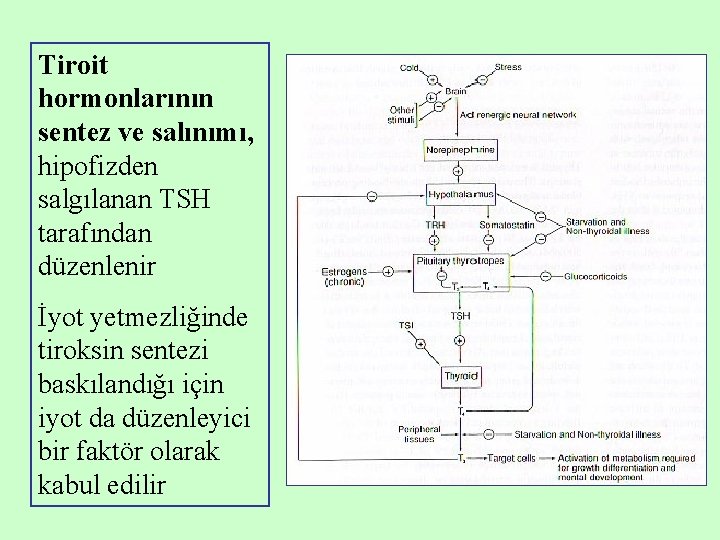 Tiroit hormonlarının sentez ve salınımı, hipofizden salgılanan TSH tarafından düzenlenir İyot yetmezliğinde tiroksin sentezi