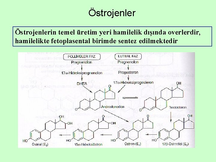 Östrojenlerin temel üretim yeri hamilelik dışında overlerdir, hamilelikte fetoplasental birimde sentez edilmektedir 