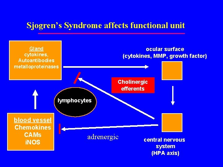 Sjogren’s Syndrome affects functional unit Gland cytokines, Autoantibodies metalloproteinases ocular surface (cytokines, MMP, growth