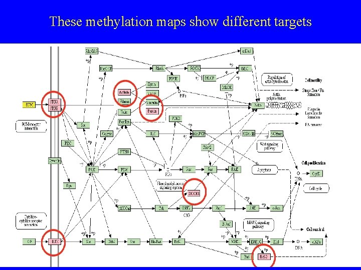 These methylation maps show different targets 