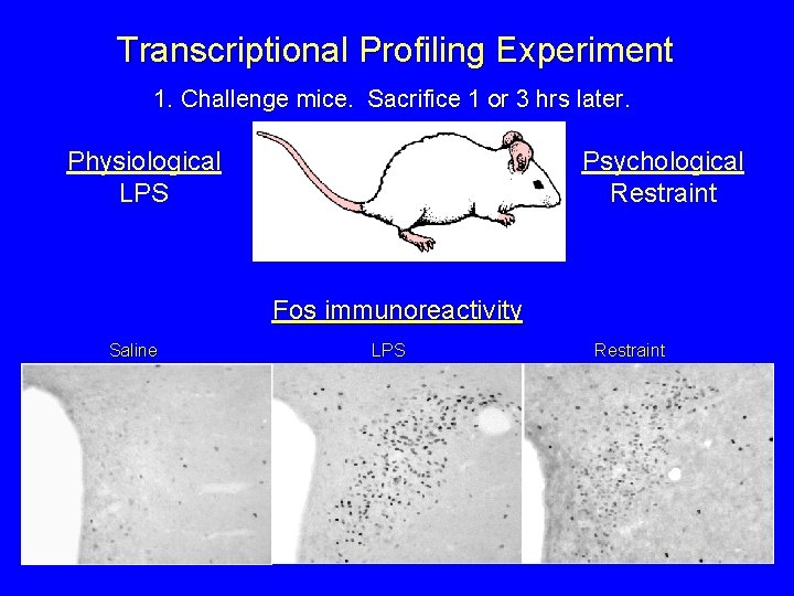 Transcriptional Profiling Experiment 1. Challenge mice. Sacrifice 1 or 3 hrs later. Physiological LPS