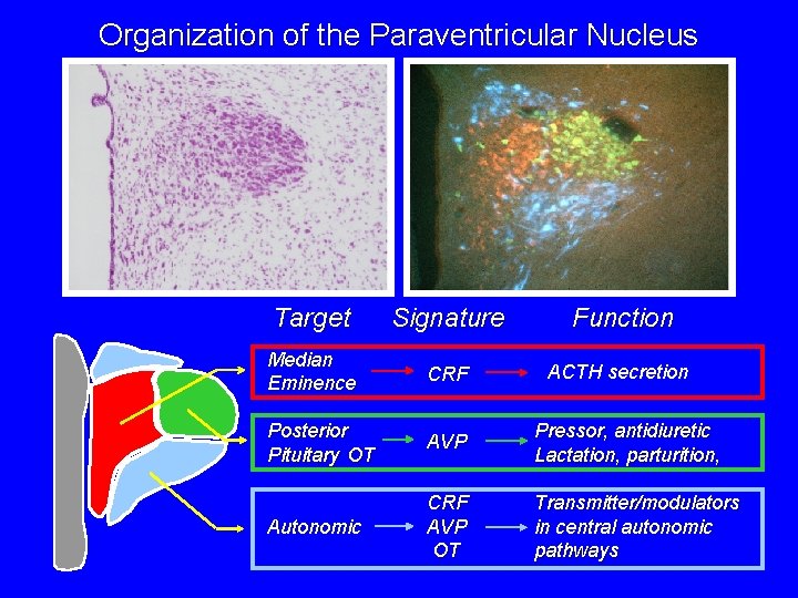 Organization of the Paraventricular Nucleus Target Signature Function Median Eminence CRF ACTH secretion Posterior