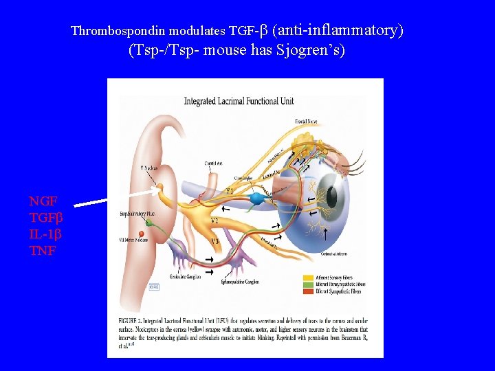 Thrombospondin modulates TGF-b (anti-inflammatory) (Tsp-/Tsp- mouse has Sjogren’s) NGF TGFb IL-1 b TNF 