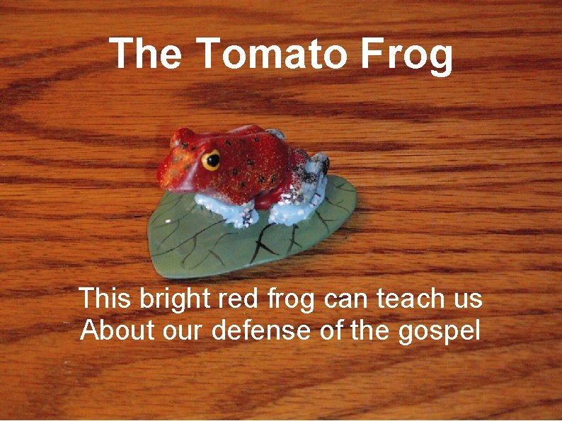 The Tomato Frog This bright red frog can teach us About our defense of