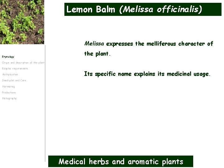Lemon Balm (Melissa officinalis) Melissa expresses the melliferous character of Etymology the plant. Origin