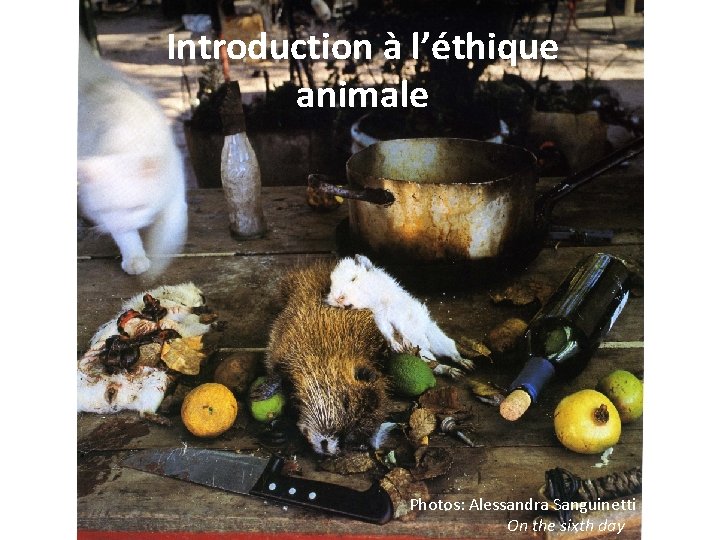 Introduction à l’éthique animale Photos: Alessandra Sanguinetti On the sixth day 