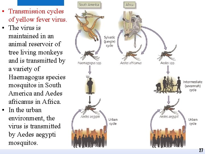  • Transmission cycles of yellow fever virus. • The virus is maintained in